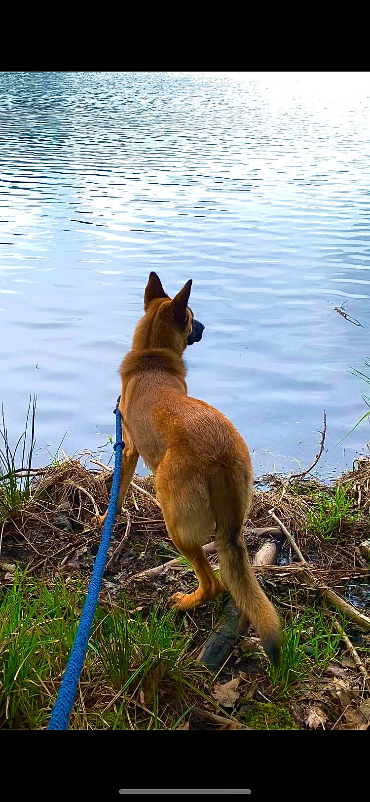 Ruger joined the competition — help win amazing prizes! canidae, carnivore, collar, companion_dog, dog, dog_breed, dog_hiking, fawn, grass, lake, non_sporting_group, plant, sporting_group, tail, terrestrial_animal, water, wildlife, working_animal, working_dog