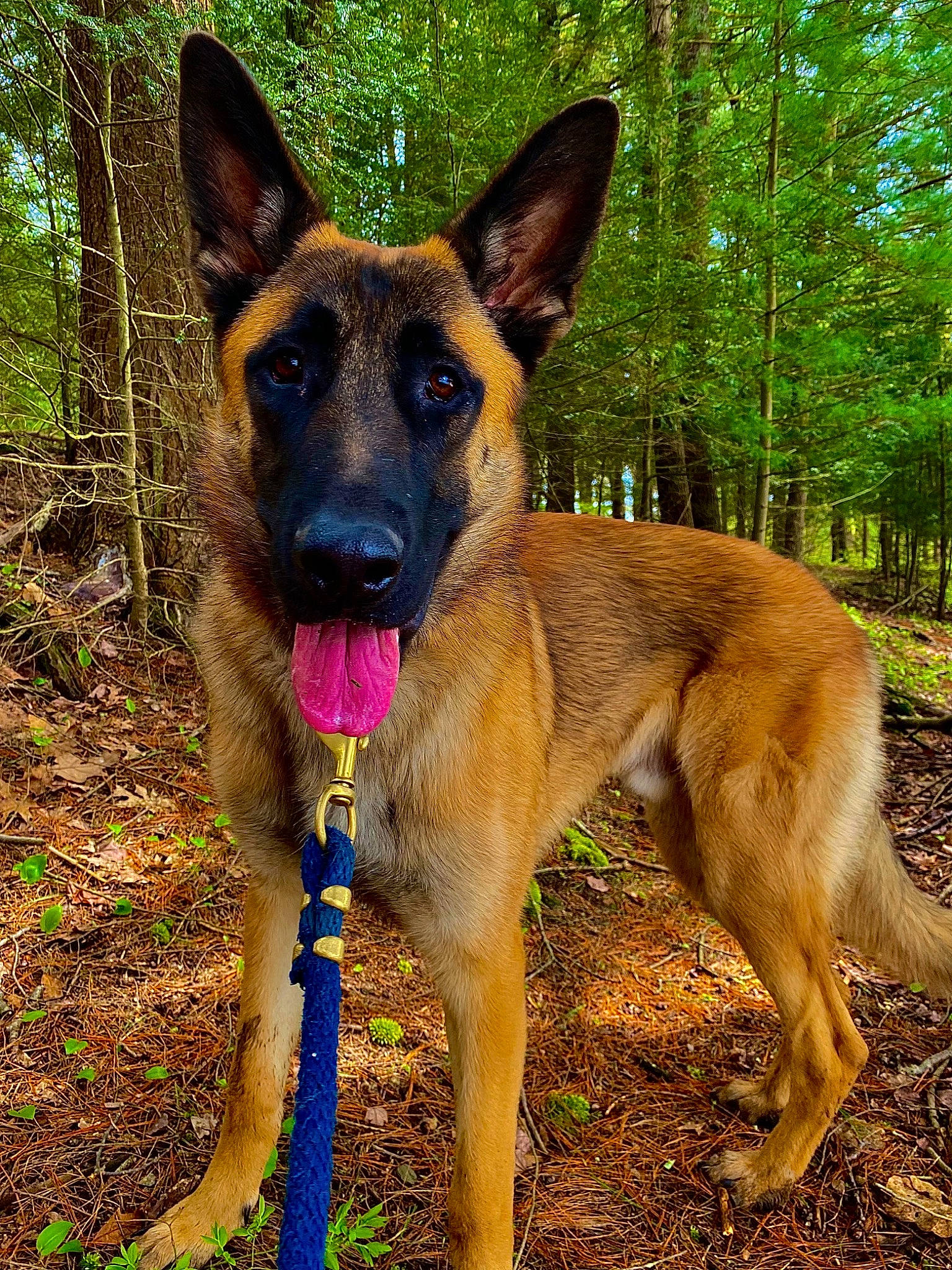 Ruger joined the competition — help win amazing prizes! belgian_shepherd_malinois, canidae, carnivore, collar, companion_dog, dog, dog_breed, east_european_shepherd, fawn, german_shepherd_dog, herding_dog, old_german_shepherd_dog, plant, sporting_group, tree, working_dog