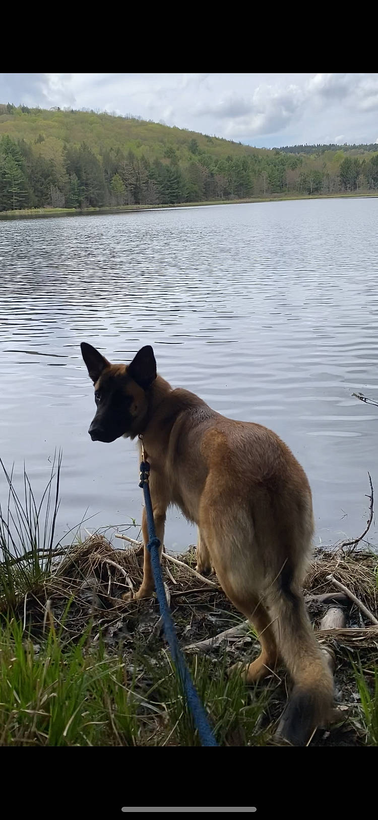 Ruger joined the competition — help win amazing prizes! canidae, carnivore, collar, dog, dog_breed, fawn, grass, herding_dog, lake, loch, plant, reservoir, sky, snout, sporting_group, tail, terrestrial_animal, tree, water, working_animal