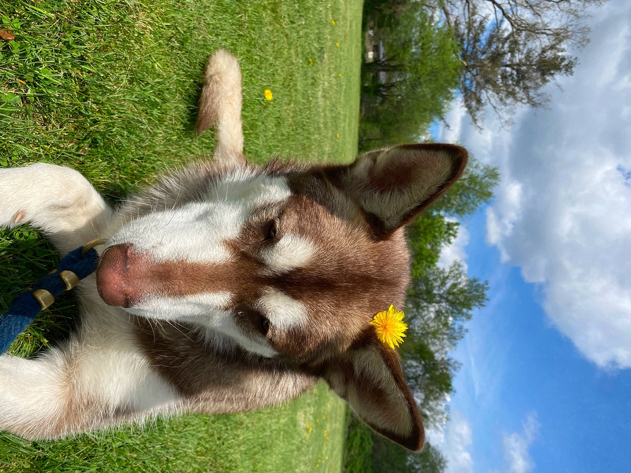 Willow joined the competition — help win amazing prizes! canidae, carnivore, cloud, collar, cumulus, dog_breed, domestic_short_haired_cat, felidae, fur, grass, plant, sky, small_to_medium_sized_cats, tail, terrestrial_animal, tree, whiskers, wildlife