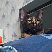 Myrtille participe au concours pour gagner de l'argent avec cette photo : black_cat, carnivore, cat, cat_supply, comfort, domestic_short_haired_cat, felidae, fur, linens, pet_supply, plastic_bag, room, small_to_medium_sized_cats, snout, tail, whiskers