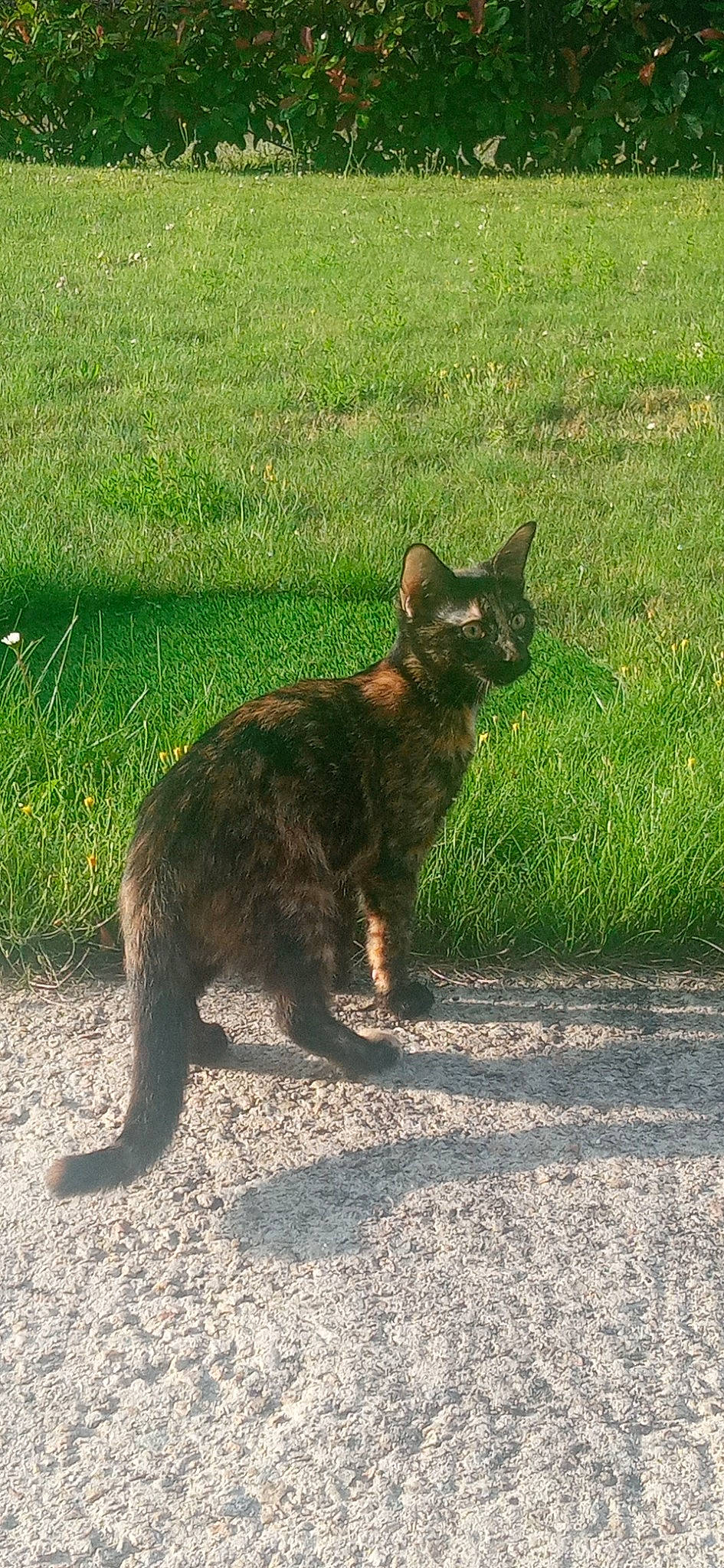 Myrtille a rejoint le concours — aidez-le/la à gagner de superbes lots ! carnivore, cat, claw, domestic_short_haired_cat, felidae, fur, grass, grassland, paw, plant, road_surface, small_to_medium_sized_cats, snout, tail, terrestrial_animal, whiskers, wildlife