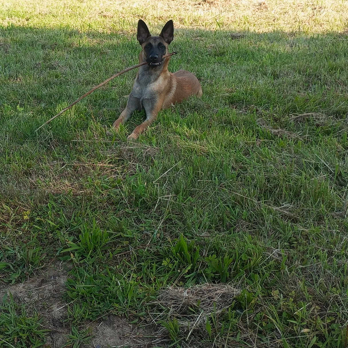 Nala a rejoint le concours — aidez-le/la à gagner de superbes lots ! accessories, animal, canine, dog, field, germanshepherd, grass, grassland, green, lawn, nature, outdoors, pet, plant, puppy, soil, strap, tree, vegetation, yard