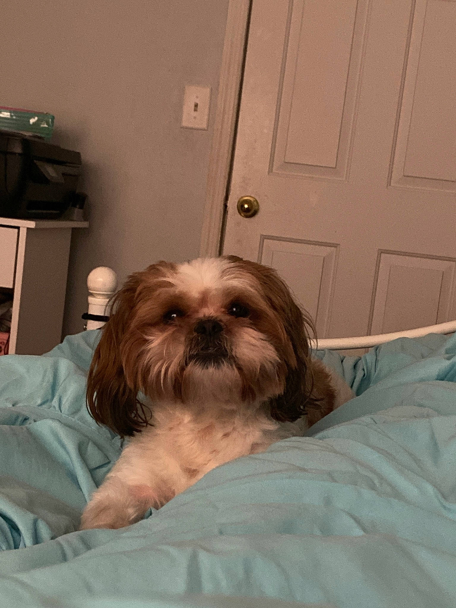 Bobo joined the competition — help win amazing prizes! canidae, carnivore, chinese_imperial_dog, companion_dog, dog, dog_breed, eye, fur, lhasa_apso, liver, lowchen, mammal, non_sporting_group, puppy, schnoodle, shih_tzu, snout, sporting_group, toy_dog, vertebrate