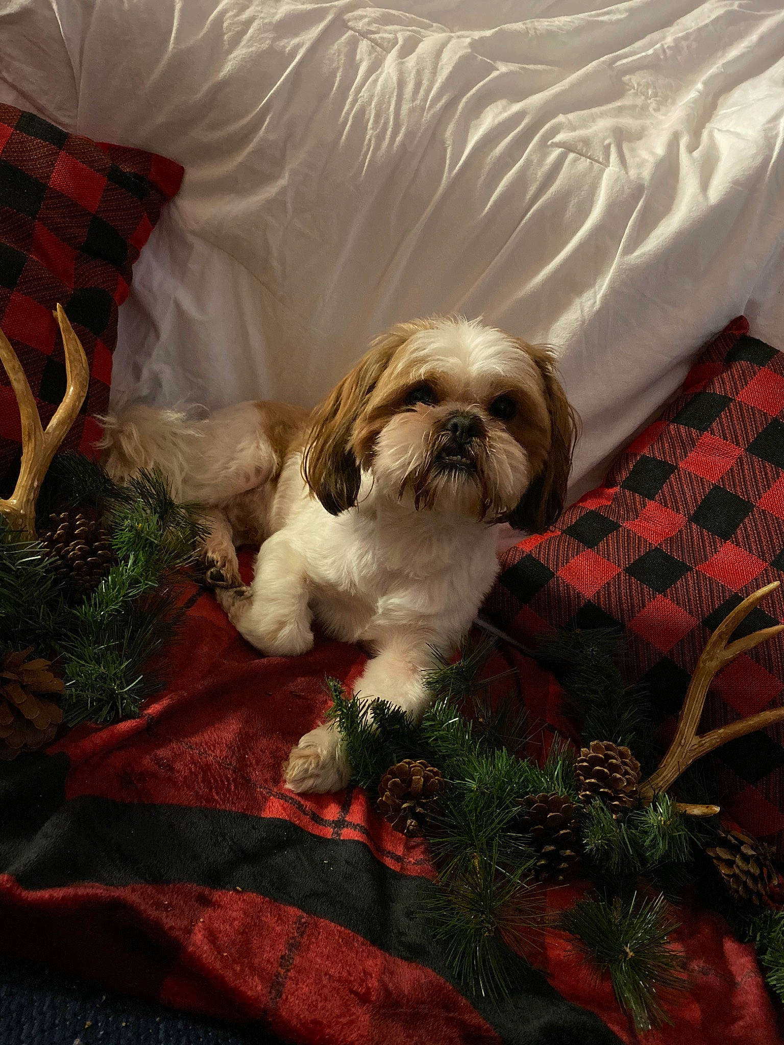 Bobo joined the competition — help win amazing prizes! canidae, carnivore, cavachon, cavapoo, chinese_imperial_dog, companion_dog, dog, dog_breed, lhasa_apso, lowchen, mammal, non_sporting_group, puppy, rare_breed_dog, schnoodle, shih_tzu, snout, sporting_group, toy_dog, vertebrate