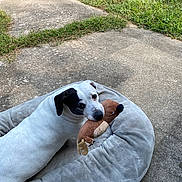 Cass is registered to the contest to win money with this photo: dog, white_dog, black_patch, plush_toy, dog_bed, outdoor, concrete, grass, pet, animal, looking_back, cute, playful, resting, side_view, canine, toy, pet_bed, nature, daylight