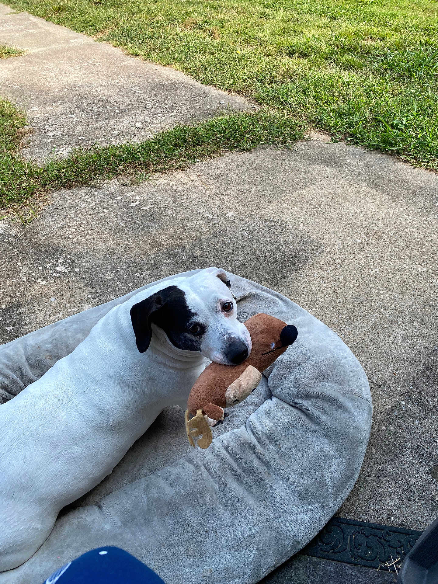 Cass is registered to the contest to win money with this photo: dog, white_dog, black_patch, plush_toy, dog_bed, outdoor, concrete, grass, pet, animal, looking_back, cute, playful, resting, side_view, canine, toy, pet_bed, nature, daylight