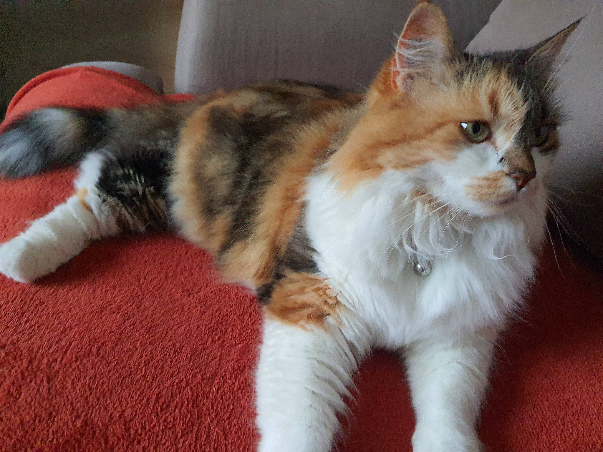 Noisette a rejoint le concours — aidez-le/la à gagner de superbes lots ! balance, carnivore, cat, claw, domestic_short_haired_cat, fawn, felidae, flooring, fur, paw, small_to_medium_sized_cats, snout, tail, whiskers