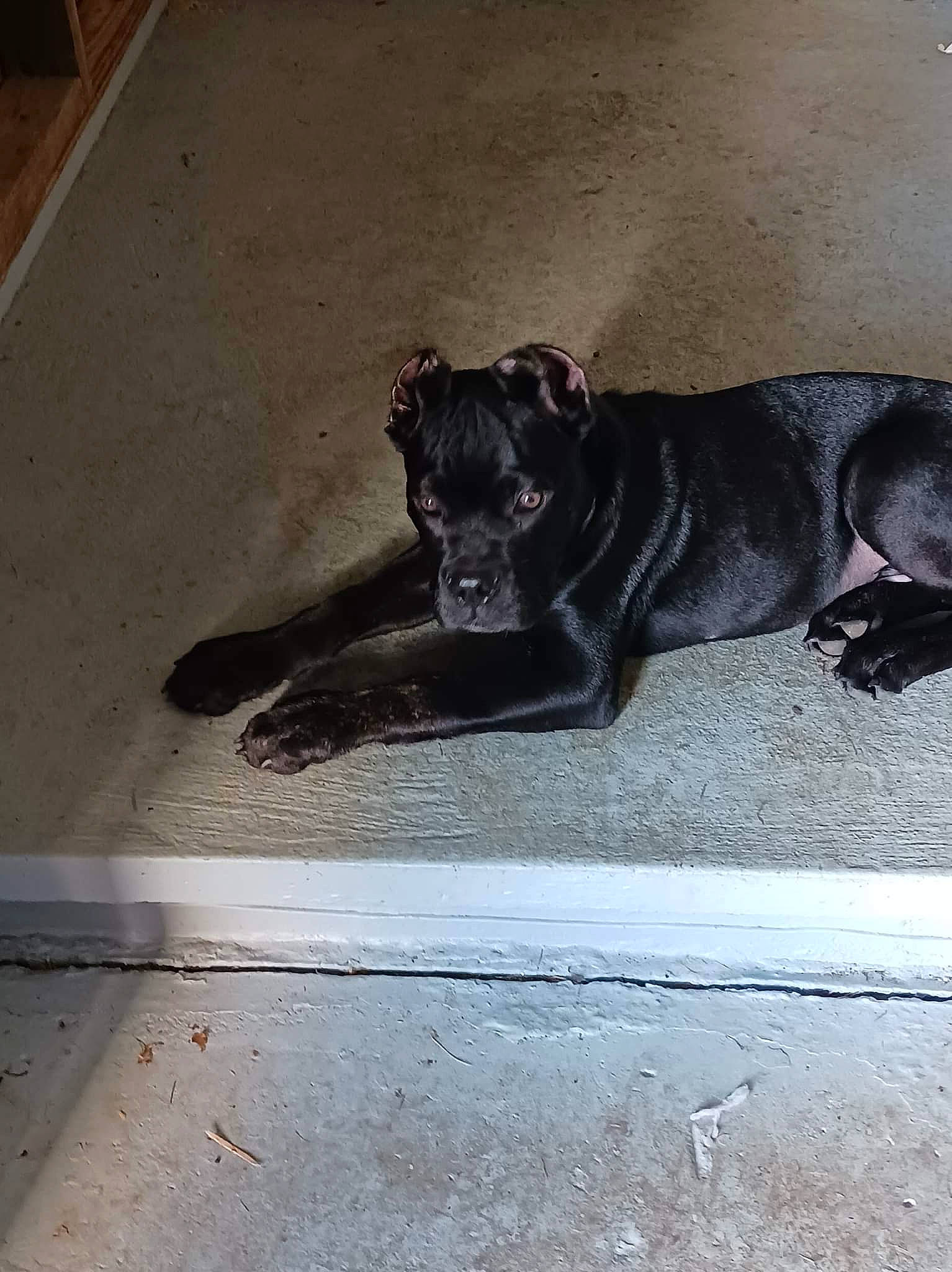 King Triton joined the competition — help win amazing prizes! art, canidae, carnivore, companion_dog, dog, dog_breed, dog_supply, floor, flooring, fur, guard_dog, liver, road_surface, snout, street_dog, tail, terrestrial_animal, tints_and_shades, wood, working_animal