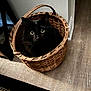 animal, basket, black_cat, cat, cozy, curious, cute, domestic, feline, floor, fur, home, indoor, looking_up, pet, quiet, resting, rug, wide_eyes, woven