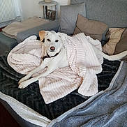 Cali participe au concours pour gagner de l'argent avec cette photo : blanket, blanket_texture, canine, collar, comfort, couch, cozy, dog, domestic_animal, fur, furniture, home, indoor, living_room, looking_at_camera, pet, pillow, relaxed, resting, white_dog