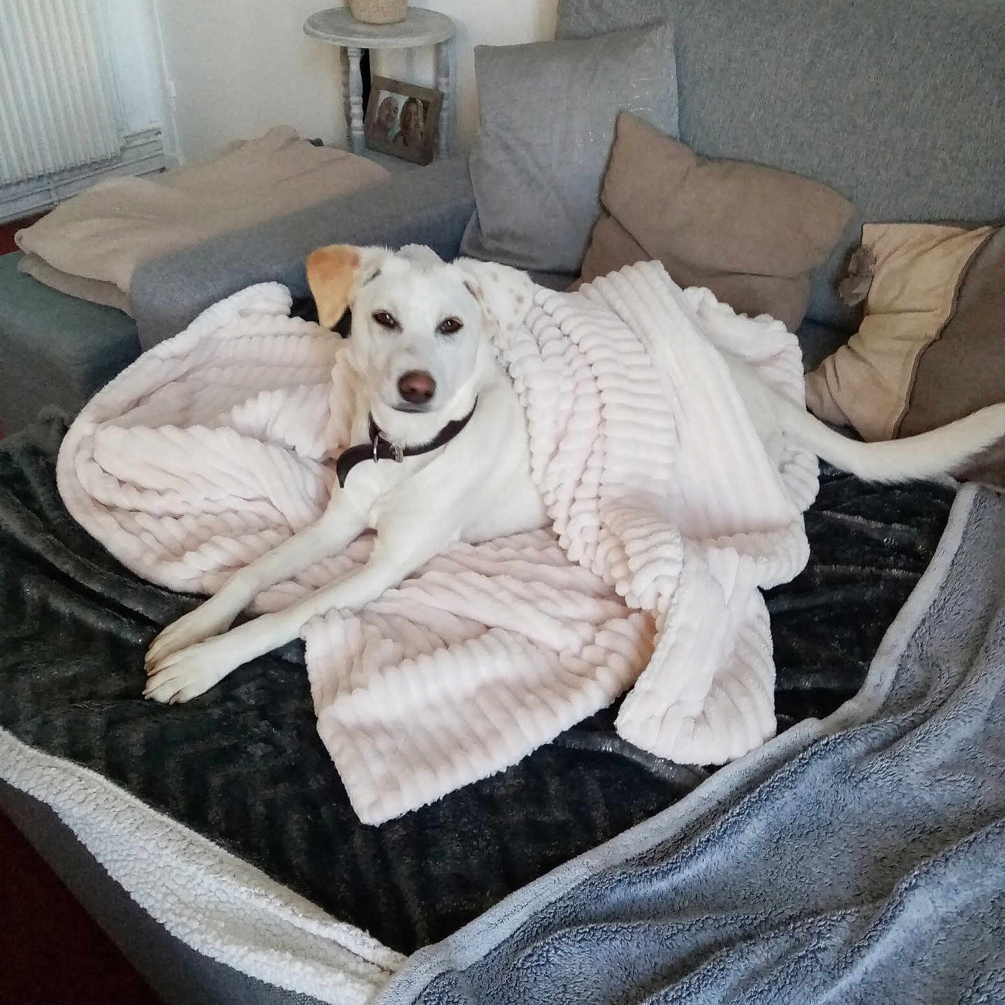 Cali participe au concours pour gagner de l'argent avec cette photo : blanket, blanket_texture, canine, collar, comfort, couch, cozy, dog, domestic_animal, fur, furniture, home, indoor, living_room, looking_at_camera, pet, pillow, relaxed, resting, white_dog