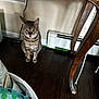 basket, cat, cord, curious, domestic_cat, floor, green_accent, hardwood_floor, home_interior, indoor, looking_up, pet, radiator, shadow, sitting, striped_fur, tabby, table, table_leg, toy