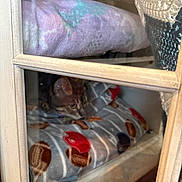 Whiskers joined the competition — help win amazing prizes! bedding, blanket, cat, cozy, curious, eyes, football_pattern, fur, glass, hiding, home, indoor, kitten, pet, reflection, shelf, small_animal, soft_texture, window_frame, wooden_frame