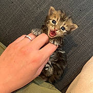 Suna a rejoint le concours — aidez-le/la à gagner de superbes lots ! kitten, cat, hand, paw, bite, playful, cute, domestic_animal, feline, young_animal, ring, human_hand, claw, fur, pet, indoor, texture, close_up, small_animal, adorable