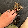 kitten, cat, hand, paw, bite, playful, cute, domestic_animal, feline, young_animal, ring, human_hand, claw, fur, pet, indoor, texture, close_up, small_animal, adorable