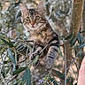 Suna a rejoint le concours — aidez-le/la à gagner de superbes lots ! cat, kitten, tabby, tree, branches, leaves, outdoor, animal, climbing, nature, curious, wildlife, fur, paw, young, pet, whiskers, eyes, greenery, closeup