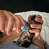 Suna a rejoint le concours — aidez-le/la à gagner de superbes lots ! kitten, baby_animal, feeding, bottle, hand, human, towel, bed, indoor, cute, small, nurturing, furry, animal, pet, cozy, soft, comfort, closeup, care