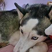 Nesta a rejoint le concours — aidez-le/la à gagner de superbes lots ! dog, husky, siberian_husky, blue_eyes, pet, canine, fur, nose, paws, bed, blanket, indoor, close_up, portrait, resting, cute, sleepy, white_fur, black_fur, pink_bed