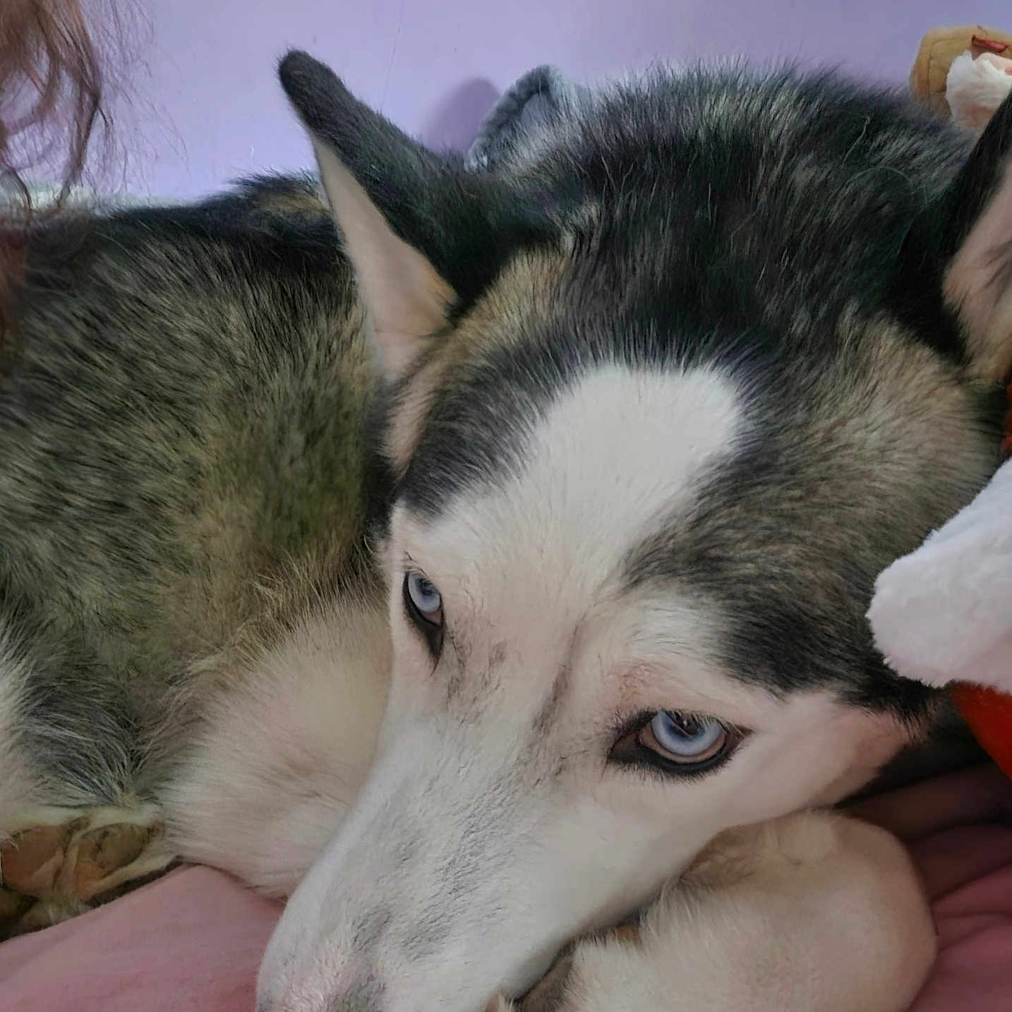 Nesta a rejoint le concours — aidez-le/la à gagner de superbes lots ! bed, black_fur, blanket, blue_eyes, canine, close_up, cute, dog, fur, husky, indoor, nose, paws, pet, pink_bed, portrait, resting, siberian_husky, sleepy, white_fur