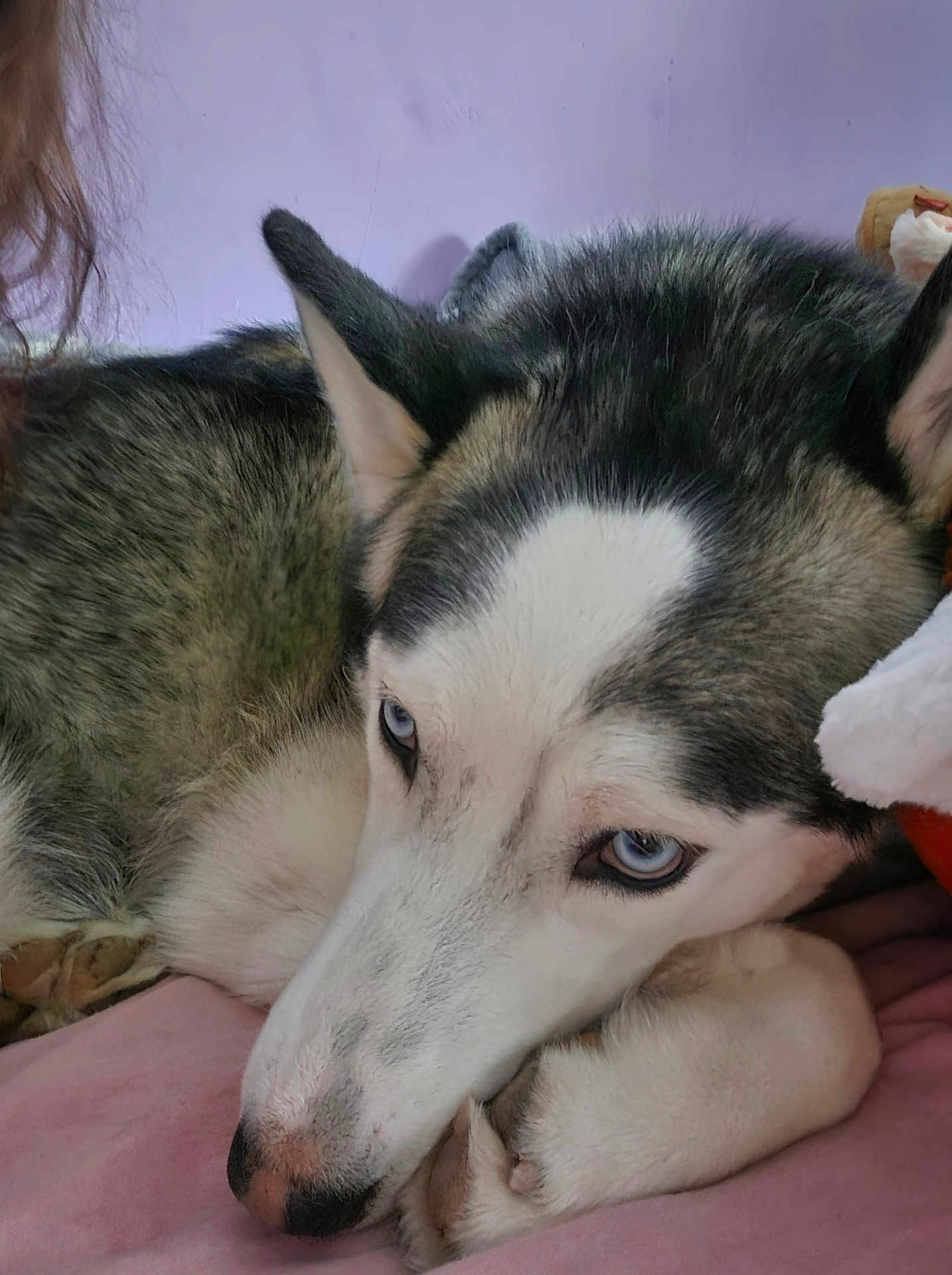 Nesta a rejoint le concours — aidez-le/la à gagner de superbes lots ! dog, husky, siberian_husky, blue_eyes, pet, canine, fur, nose, paws, bed, blanket, indoor, close_up, portrait, resting, cute, sleepy, white_fur, black_fur, pink_bed