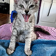 Rosie is registered to the contest to win money with this photo: animal, blanket, blue_blanket, cat, cute, domestic_cat, ears, feline, floor, fur, indoor, kitten, mouth_open, pet, playful, sitting, tabby, tongue_out, whiskers, young_cat