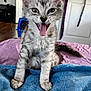 animal, blanket, blue_blanket, cat, cute, domestic_cat, ears, feline, floor, fur, indoor, kitten, mouth_open, pet, playful, sitting, tabby, tongue_out, whiskers, young_cat