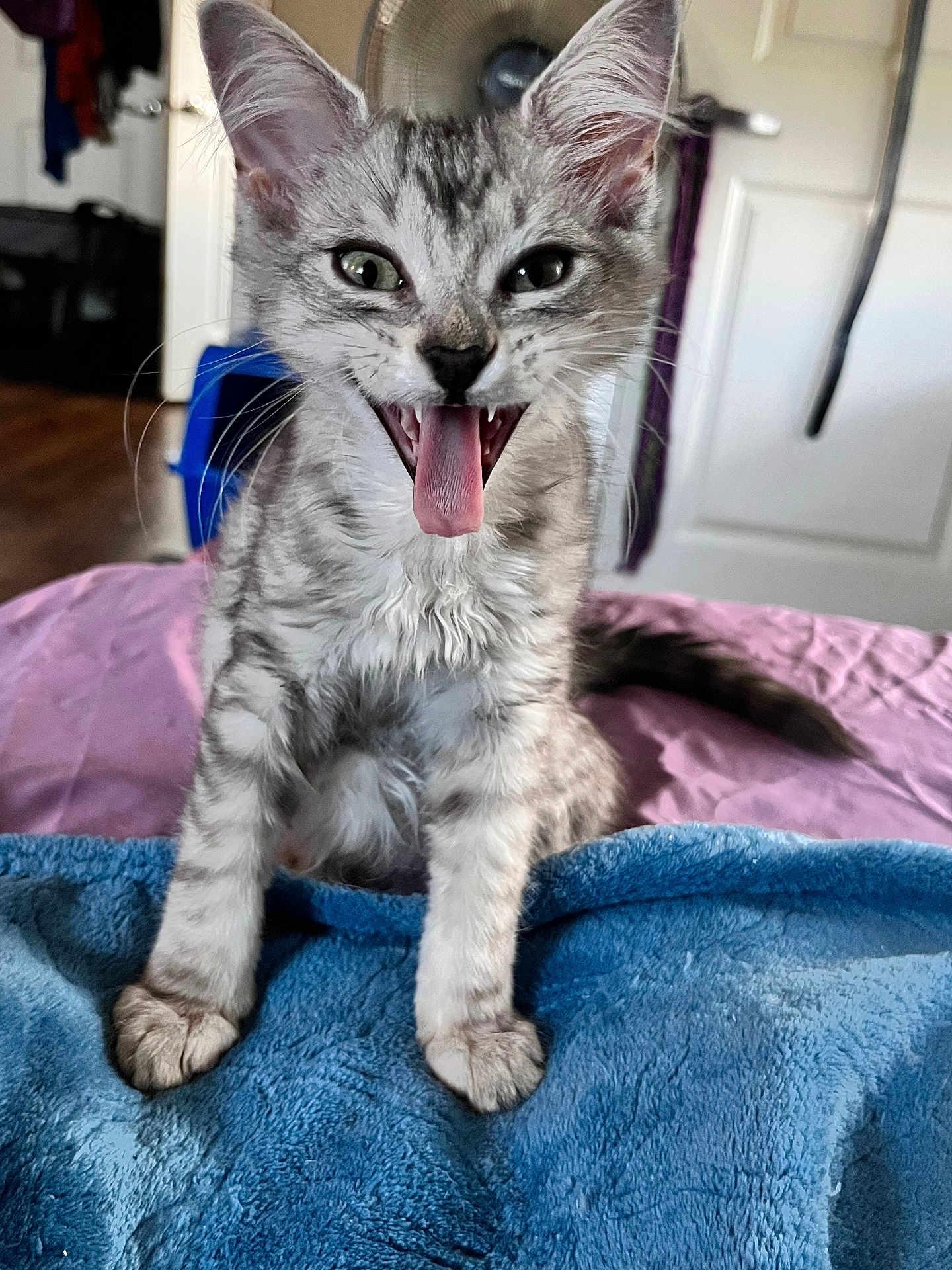 Rosie