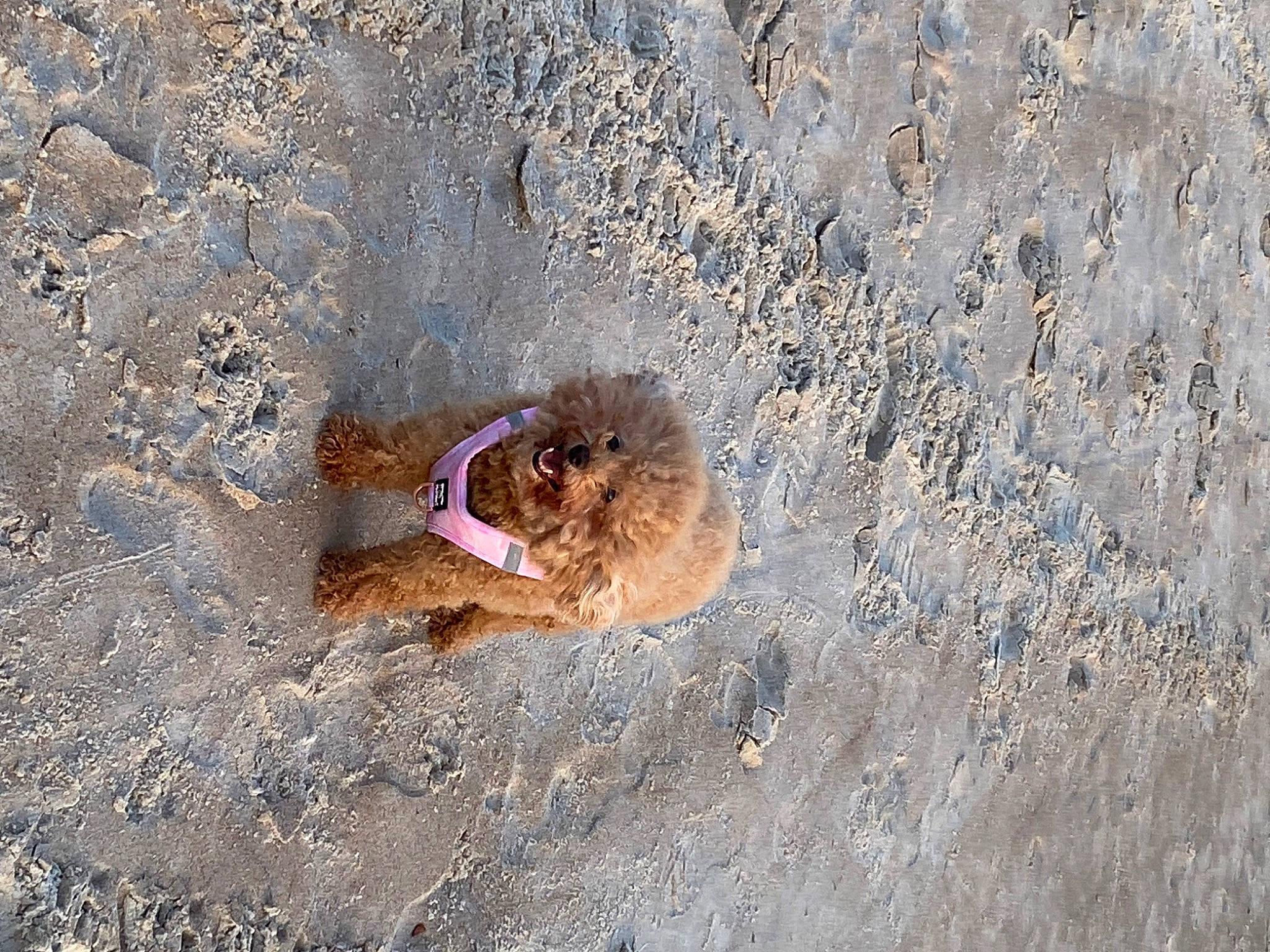 Penny is registered to the contest to win money with this photo: canidae, carnivore, dog, dog_breed, fawn, foot, fun, landscape, sand, shadow, slope, soil, sporting_group