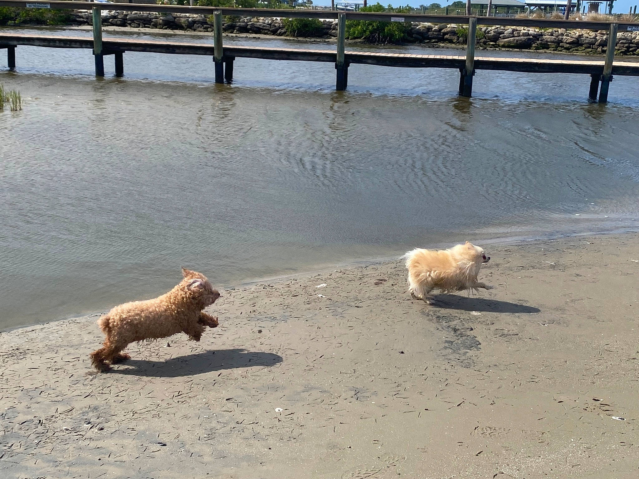 Penny is registered to the contest to win money with this photo: bank, beach, canidae, carnivore, coast, companion_dog, dog, dog_breed, fawn, lake, ocean, reservoir, sand, shore, sky, tail, vertebrate, water, water_resources, working_animal