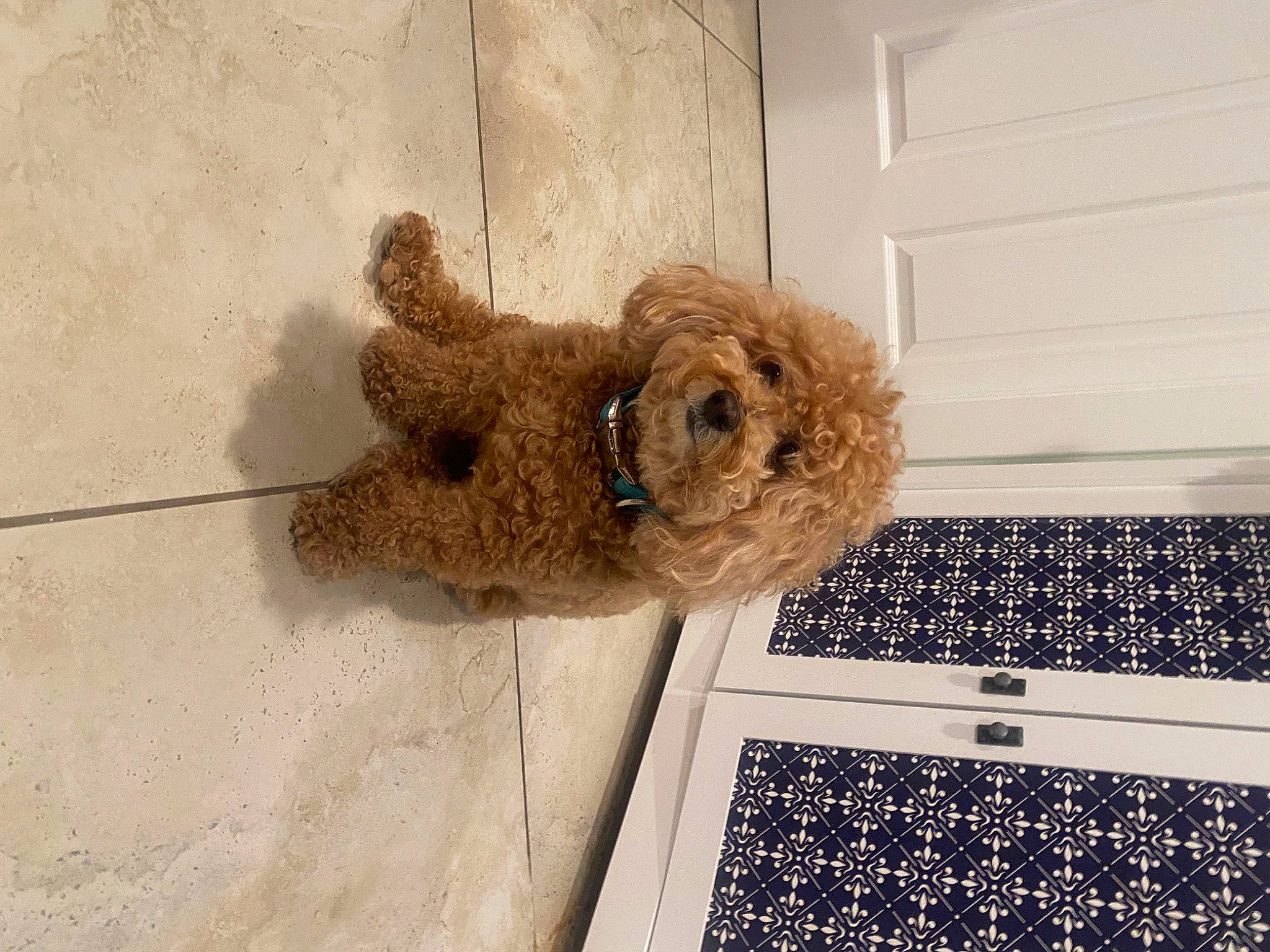 Penny joined the competition — help win amazing prizes! carnivore, companion_dog, computer, computer_keyboard, dog, dog_breed, fawn, fur, input_device, laptop, office_equipment, personal_computer, pet_supply, space_bar, stuffed_toy, teddy_bear, toy, toy_dog, wood, working_animal