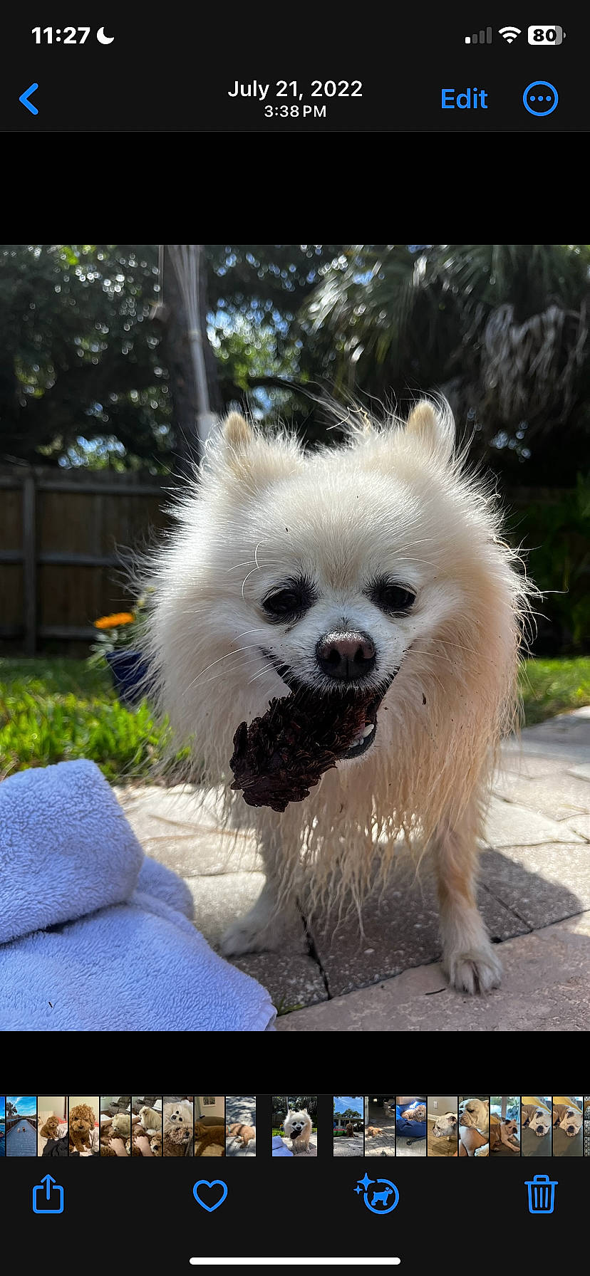 Lucky Goode is registered to the contest to win money with this photo: canidae, carnivore, companion_dog, dog, dog_breed, fawn, fur, german_spitz, german_spitz_klein, german_spitz_mittel, grass, plant, snout, spitz, sporting_group, tail, toy_dog, tree, volpino_italiano, working_animal