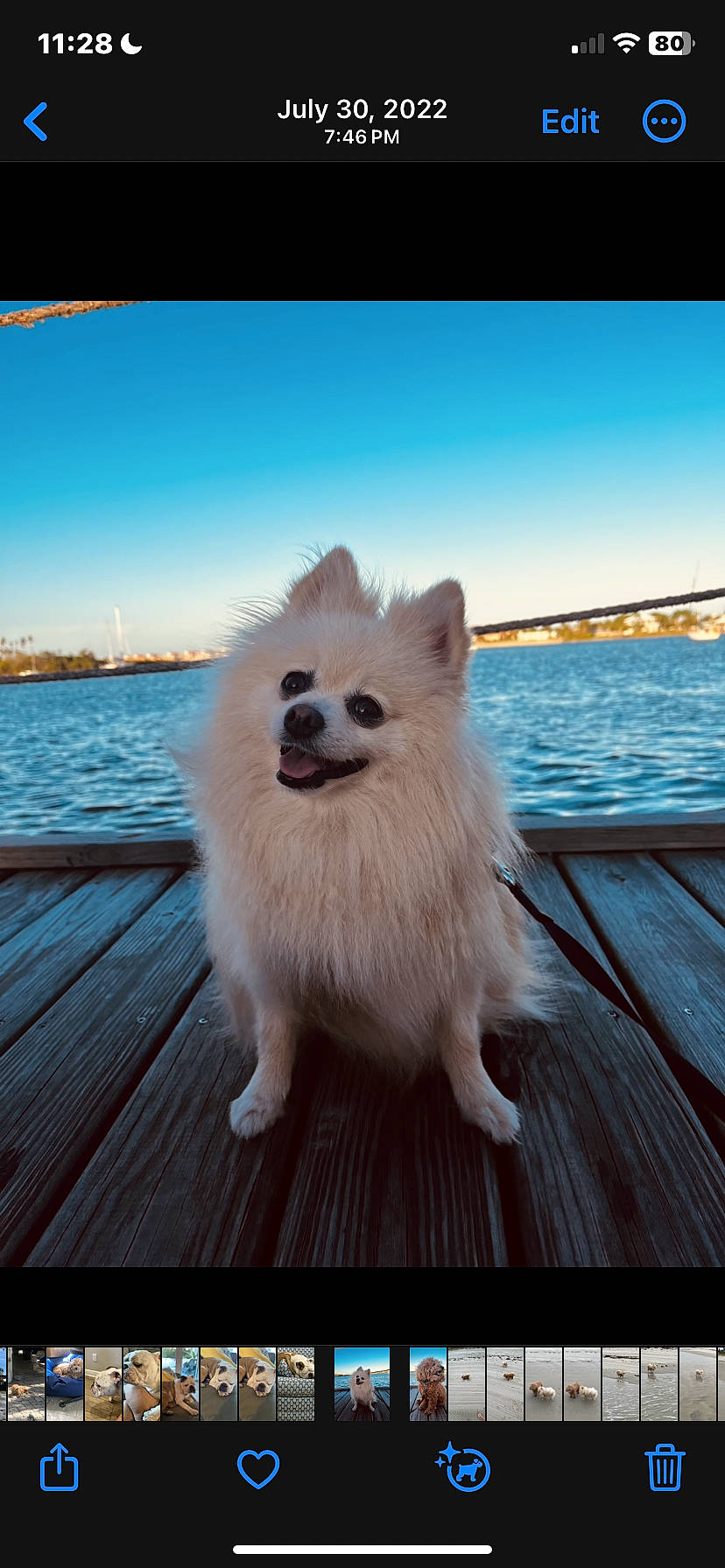 Lucky Goode joined the competition — help win amazing prizes! canidae, carnivore, cloud, companion_dog, dog, dog_breed, fur, german_spitz, german_spitz_klein, happy, horizon, japanese_spitz, lake, sky, spitz, sporting_group, volpino_italiano, water, wheel, wood