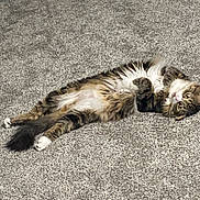 Pudge is registered to the contest to win money with this photo: cat, tabby, fluffy, lying_down, carpet, white_belly, paws, relaxed, curious, wide_eyes, pet, feline, indoor, cute, animal, fur, whiskers, tail, playful, domestic