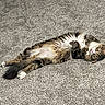 cat, tabby, fluffy, lying_down, carpet, white_belly, paws, relaxed, curious, wide_eyes, pet, feline, indoor, cute, animal, fur, whiskers, tail, playful, domestic