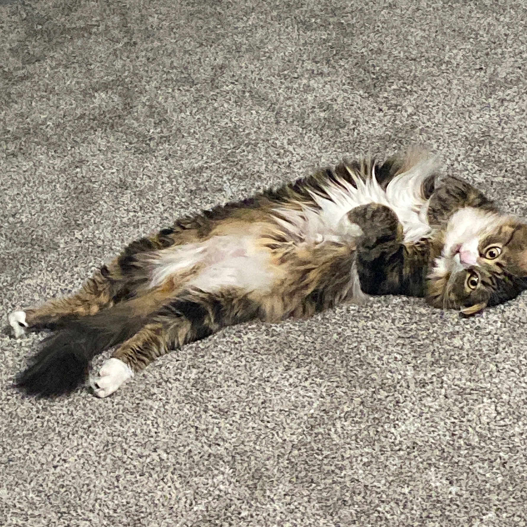 Pudge is registered to the contest to win money with this photo: cat, tabby, fluffy, lying_down, carpet, white_belly, paws, relaxed, curious, wide_eyes, pet, feline, indoor, cute, animal, fur, whiskers, tail, playful, domestic