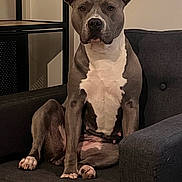 Saya participe au concours pour gagner de l'argent avec cette photo : animal, calm, canine, dog, domestic, ears, furniture, grey, house, indoor, looking, nose, paw, pet, pitbull, portrait, seated, sitting, sofa, white