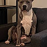 animal, calm, canine, dog, domestic, ears, furniture, grey, house, indoor, looking, nose, paw, pet, pitbull, portrait, seated, sitting, sofa, white