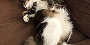 Guizmo participe au concours pour gagner de l'argent avec cette photo : carnivore, cat, ear, european_shorthair, felidae, fur, kitten, mammal, norwegian_forest_cat, paw, polydactyl_cat, small_to_medium_sized_cats, tail, whiskers