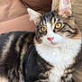 Guizmo participe au concours pour gagner de l'argent avec cette photo : aegean_cat, american_shorthair, american_wirehair, asian, carnivore, cat, domestic_short_haired_cat, european_shorthair, felidae, fur, kitten, maine_coon, mammal, norwegian_forest_cat, siberian, small_to_medium_sized_cats, tabby_cat, vertebrate, whiskers