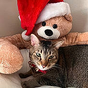 Mowgli is registered to the contest to win money with this photo: animal, bed, brown, cat, closeup, collar, cozy, cute, feline, festive, holiday, indoor, pet, plush, resting, santa_hat, soft_toys, tabby_cat, teddy_bear, white