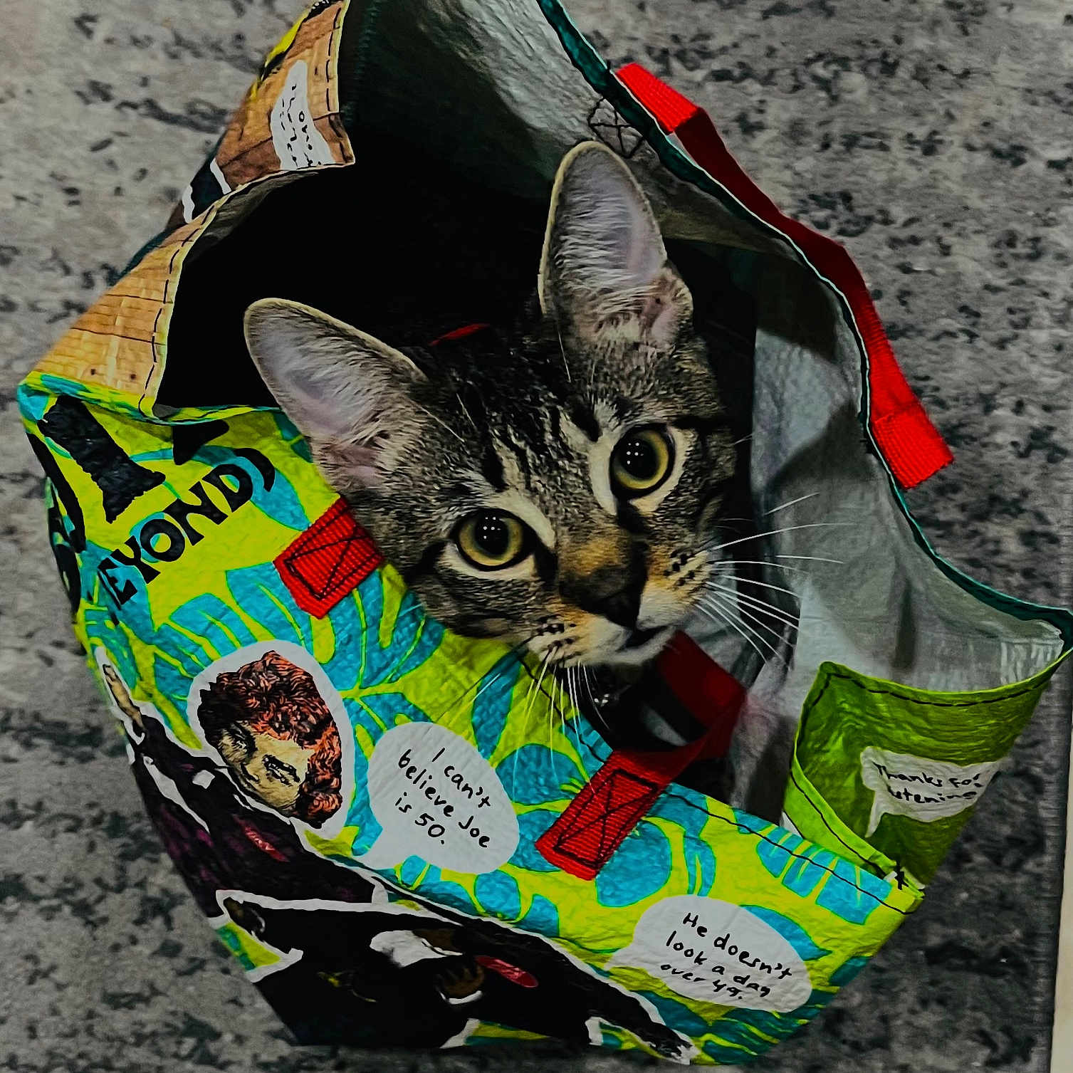 Milo joined the competition — help win amazing prizes! animal, carpet, cat, colorful, comic_style, container, curious, domestic_cat, ears, face, gray_background, indoor, looking_up, patterned_bag, pet, red_handle, shopping_bag, tabby_cat, text_bubble, whiskers