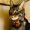 Milo is registered to the contest to win money with this photo: alert, animal, cat, close_up, collar, curious, decoration, domestic, ears, feline, focus, green_eyes, indoor, orange_collar, pet, portrait, tabby, texture, wall, whiskers