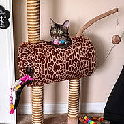 Milo is registered to the contest to win money with this photo: cat, tabby_cat, cat_tree, scratching_post, toy, giraffe_pattern, collar, green_eyes, indoor, carpet, wall, paw, tail, hanging_toy, playful, plush_toy, furniture, pet, curious, sitting