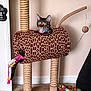 cat, tabby_cat, cat_tree, scratching_post, toy, giraffe_pattern, collar, green_eyes, indoor, carpet, wall, paw, tail, hanging_toy, playful, plush_toy, furniture, pet, curious, sitting