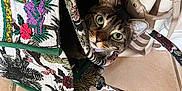 Milo joined the competition — help win amazing prizes! cat, tabby_cat, bag, handbag, purse, embroidery, green_eyes, looking_up, ears, fabric, patterned, tile_floor, tiles, indoor, pet, cute, curious, handle, sitting, textile