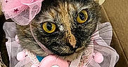 Mazie joined the competition — help win amazing prizes! cat, tortoiseshell_cat, cardboard_box, party_hat, pink_tulle, ruffle_collar, pom_poms, yellow_eyes, closeup, indoor, portrait, pet, feline, whiskers, costume, celebration, sitting, looking_up, accessory, cute