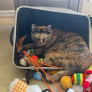 Mazie is registered to the contest to win money with this photo: cat, tortoiseshell_cat, storage_bin, cat_toys, feather_toy, plush_toy, ball, carpet, indoor, pet, animal, feline, curious, yellow_eyes, relaxed, colorful, soft_toys, playful, home_interior, cozy