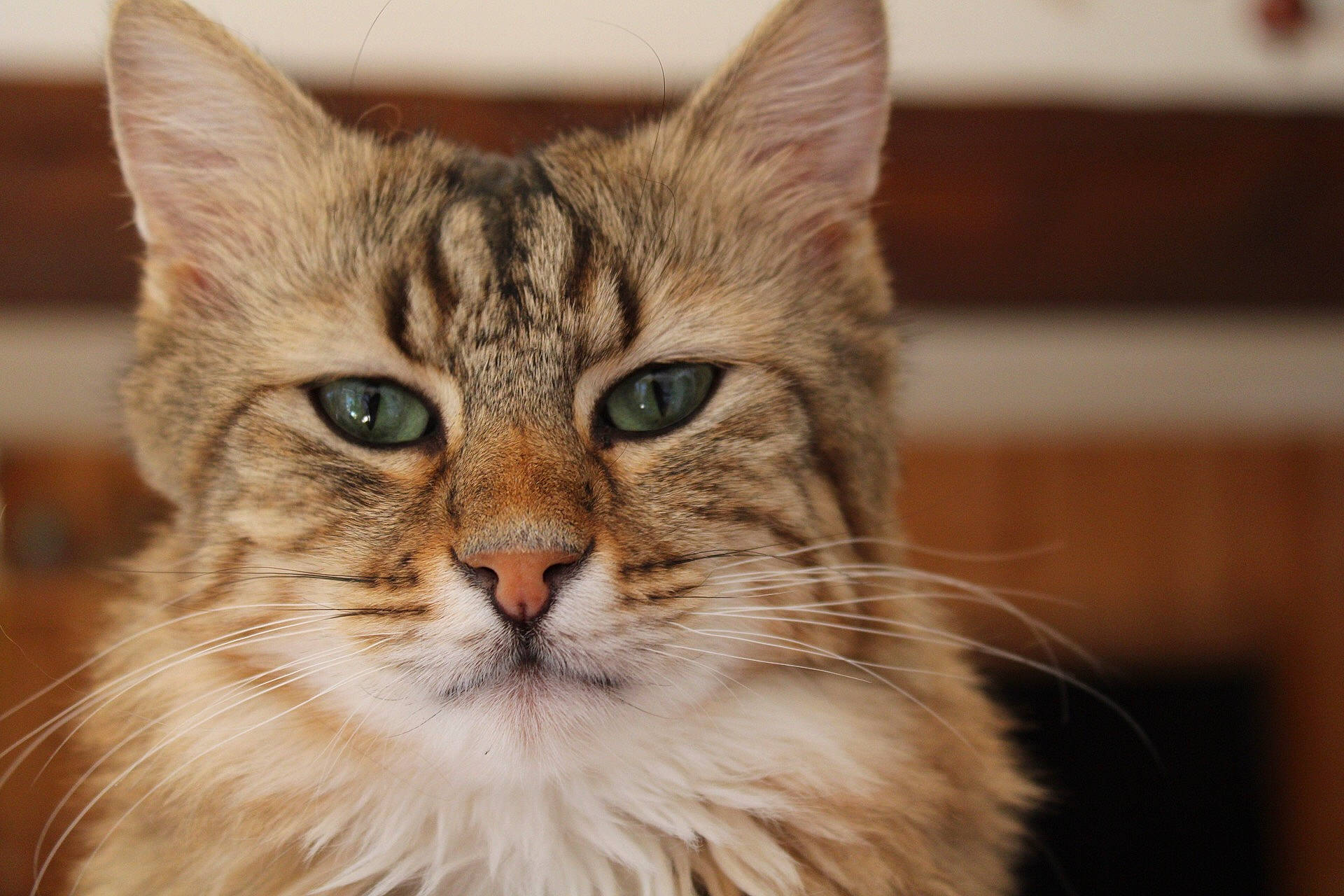 Mika a rejoint le concours — aidez-le/la à gagner de superbes lots ! aegean_cat, asian, asian_semi_longhair, carnivore, cat, domestic_long_haired_cat, domestic_short_haired_cat, european_shorthair, eye, felidae, maine_coon, mammal, norwegian_forest_cat, siberian, small_to_medium_sized_cats, snout, somali, tabby_cat, vertebrate, whiskers