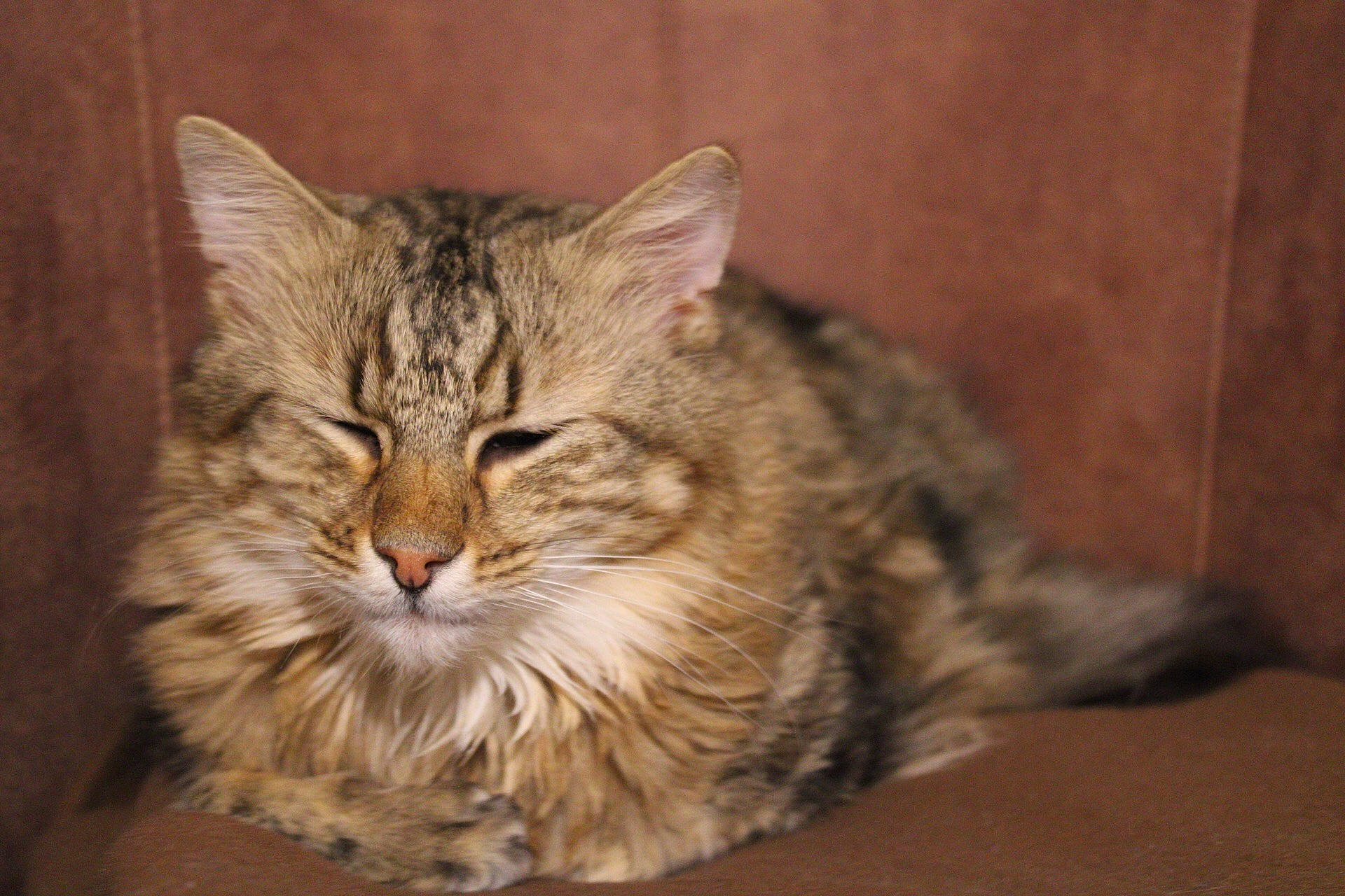 Mika a rejoint le concours — aidez-le/la à gagner de superbes lots ! american_bobtail, american_shorthair, asian, british_semi_longhair, california_spangled, carnivore, cat, domestic_short_haired_cat, dragon_li, european_shorthair, felidae, mammal, pixie_bob, siberian, small_to_medium_sized_cats, snout, tabby_cat, vertebrate, whiskers, wild_cat